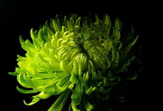 绿色的菊花代表什么象征意义